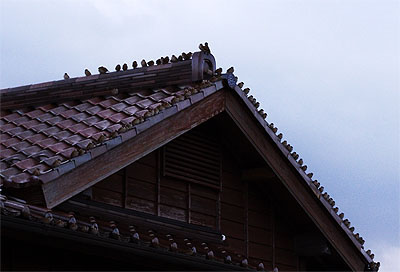 スズメのお宿 スズメのお宿