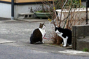 飼い猫さん２匹