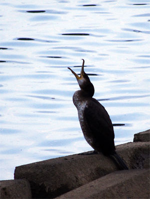 あくび中の鵜