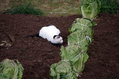 白菜畑の猫