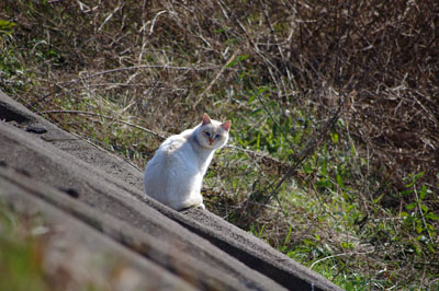 ひなたぼっこ中の白い猫 ひなたぼっこ中の白い猫