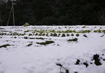 雪の白菜畑