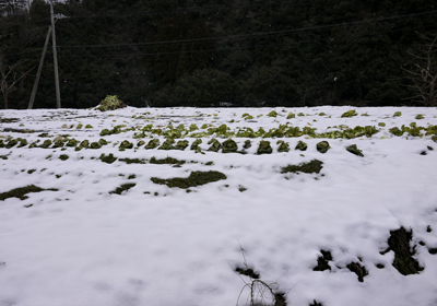 雪の白菜畑 雪の白菜畑