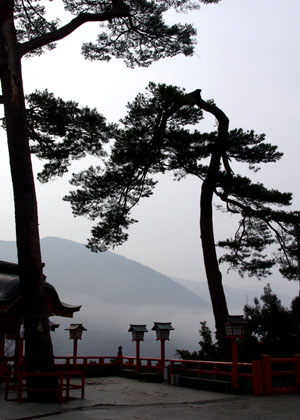 太鼓谷稲成神社　境内の赤松