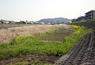 河原の畑