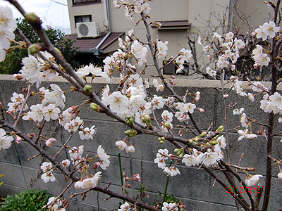 mutubeeどんの桜