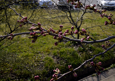 桜のつぼみ