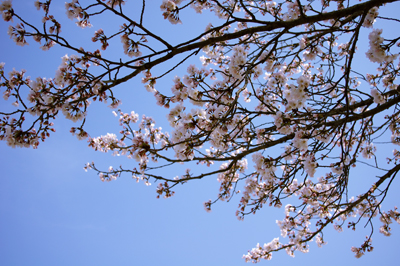 あけぼの東公園の桜