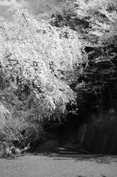 しだれ桜 白黒写真 しだれ桜 白黒写真