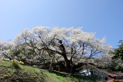 大平桜 大平桜