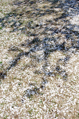 地面の花びら 地面の花びら