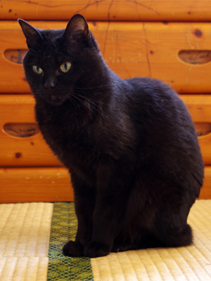 黒猫チーちゃん
