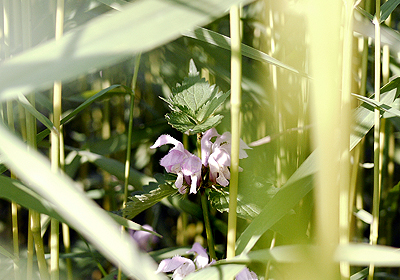 オドリコソウの花