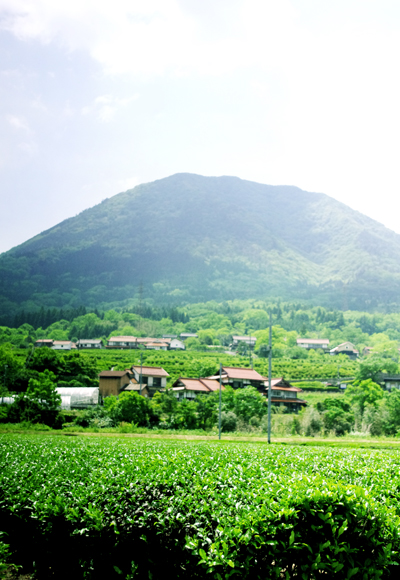 秀翆園の茶畑と青野山