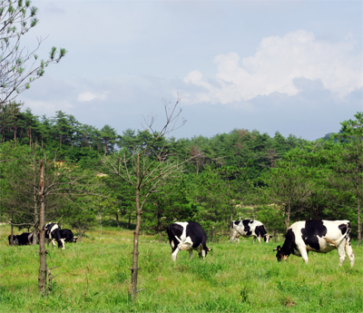 自然放牧の乳牛