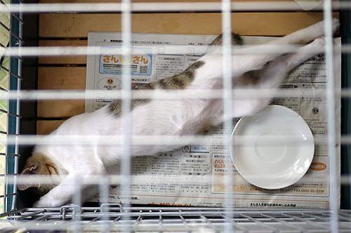 子猫の寝相が… 子猫の寝相が…
