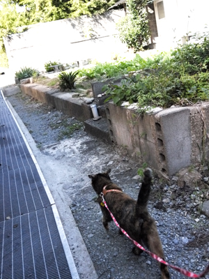チャーちゃんと散歩 チャーちゃんと散歩