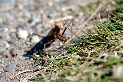 カマキリ カマキリ