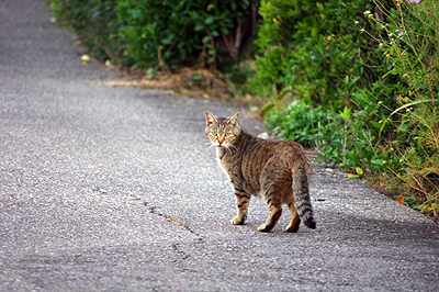 キジ猫さん