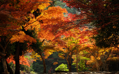 奥紅葉谷 奥紅葉谷