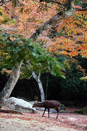 10月の花札「鹿とモミジ」