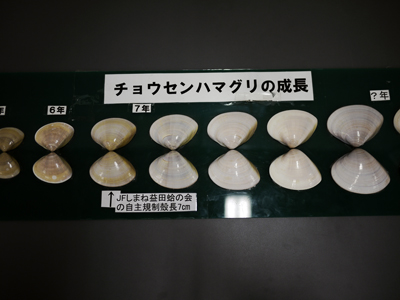 チョウセンハマグリの成長 チョウセンハマグリの成長
