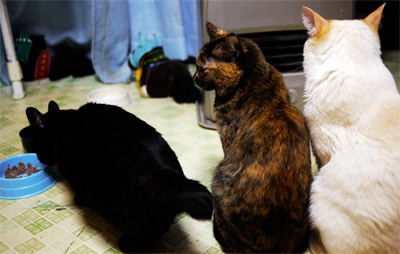 3猫 3猫