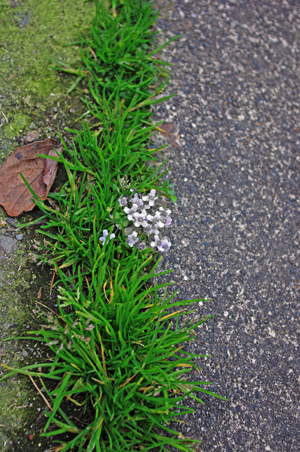 道端の花