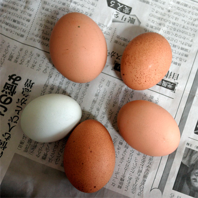 卵の写真その２