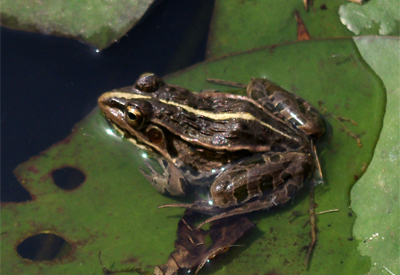 園内の池にいたトノサマガエル