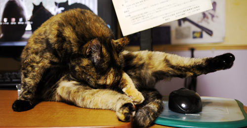スキンケアに余念がないチャーちゃん スキンケアに余念がないチャーちゃん