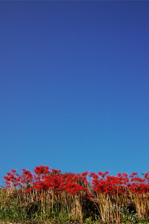 彼岸花と青空