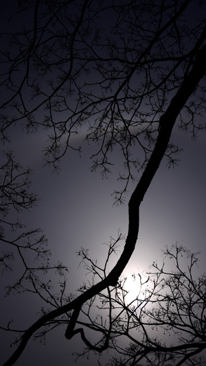 センダンの木と日暈