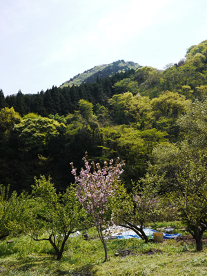 画像の説明 画像の説明