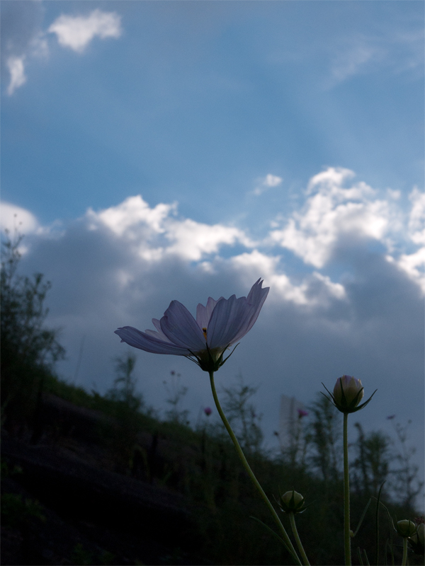 画像の説明